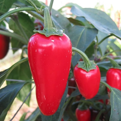Picture of Gourmet Jalapeno Chilli Pepper